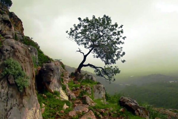 Ռուբեն Հախվերդյան. «Ծառը»