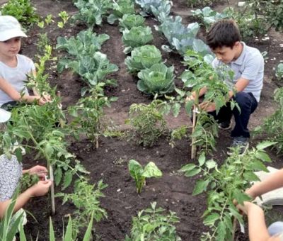 Դպրոցական այգի, բանջարանոց