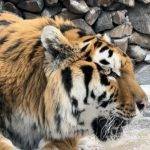 Ամուրյան վագր Երեւանի կենդանաբանական այգում