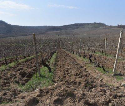 Խաղողի այգիներ Արցախում