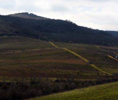 Խաղողի այգիներ Ճարտարի մոտ, Արցախ