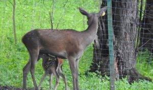 Եղնիկն ու իր ձագը «Դիլիջան» ազգային պարկում