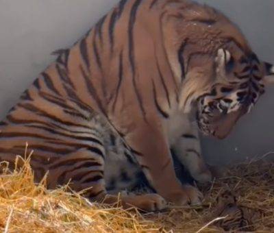 Ամուրյան վագրը ձագ է ունեցել