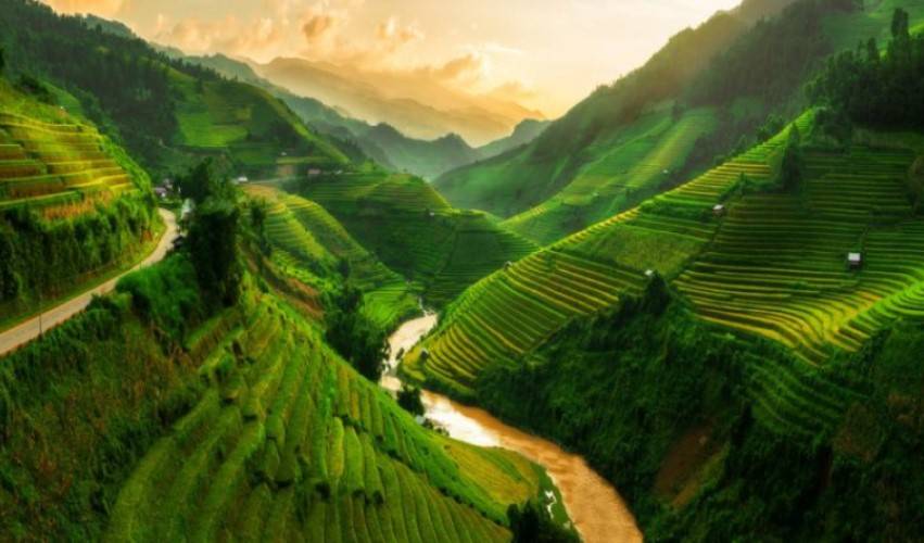 Բրնձի դաշտեր, Վիետնամ