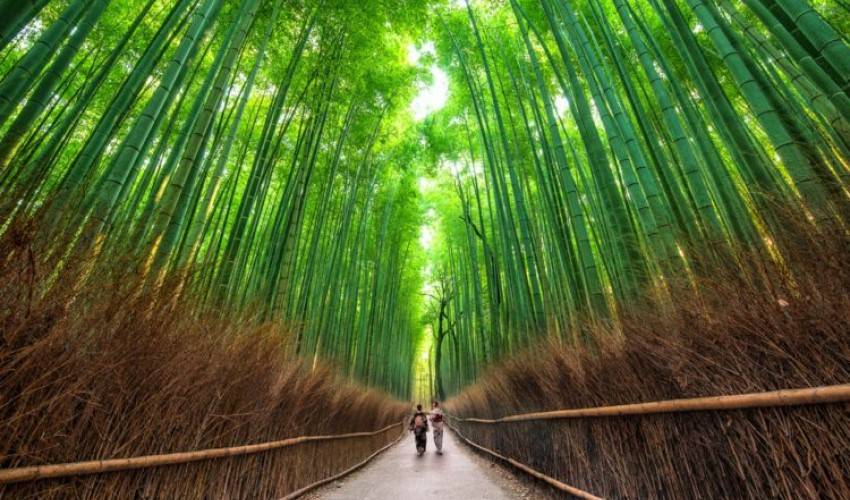 Բամբուկների անտառ, Ճապոնիա