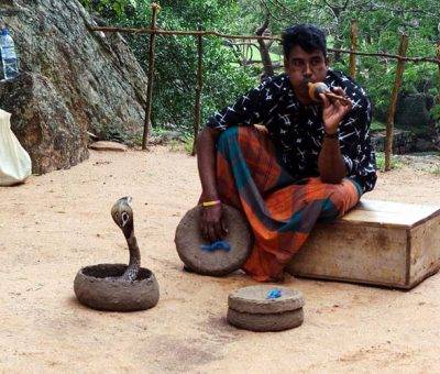 Օձ վարժեցնող Շրի Լանկայում