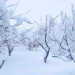 Ձմեռ, ձյուն