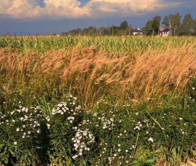 Դաշտ, բնություն, ամառ
