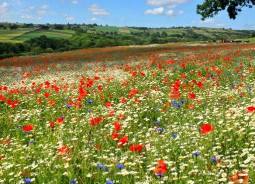 Ծաղիկներ դաշտում