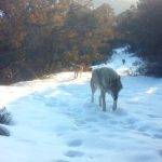 Գայլերը՝ «Խոսրովի անտառ» պետական արգելոցում. ՏԵՍԱՆՅՈւԹ