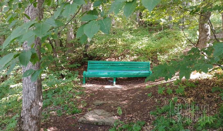 Նստարան անտառում